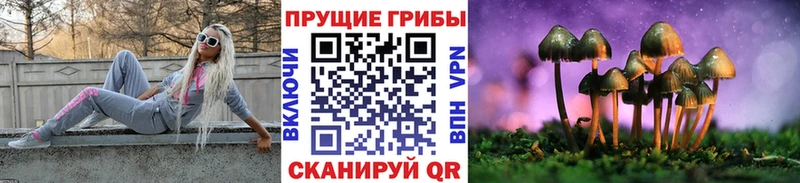 где можно купить   Курчатов  мега ссылка  Псилоцибиновые грибы Psilocybine cubensis 